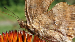 Animals insects Butterflies insect