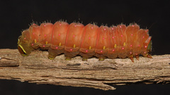 Animals insects caterpillars