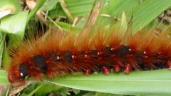 Animals insects caterpillars