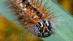 Animals insects caterpillars