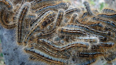 Animals insects caterpillars insect