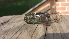 Animals insects cicada macro