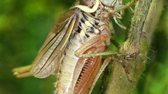 Animals insects cricket insect