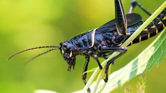 Animals insects crickets