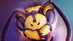 Animals insects digital art