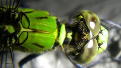 Animals insects Dragonflies