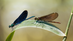 Animals insects Dragonflies