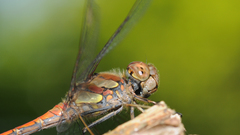 Animals insects Dragonflies