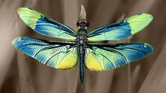 Animals insects Dragonflies