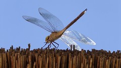 Animals insects Dragonflies