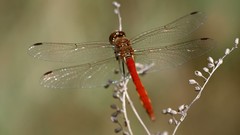 Animals insects Dragonflies