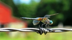 Animals insects Dragonflies