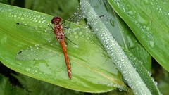 Animals insects Dragonflies
