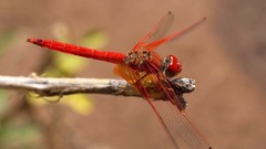 Animals insects Dragonflies