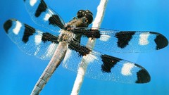 Animals insects Dragonflies