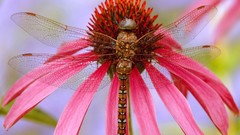 Animals insects Dragonflies