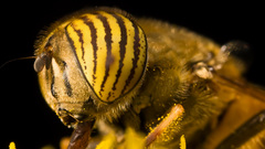 Animals insects fly bees