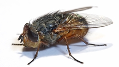 Animals insects fly insect