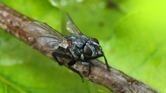 Animals insects fly insect