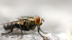 Animals insects fly insect