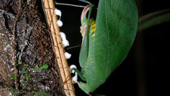 Animals insects grasshopper