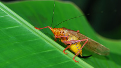 Animals insects grasshopper