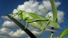 Animals insects grasshopper