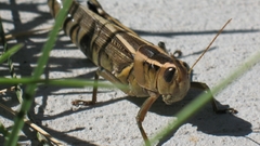 Animals insects grasshopper insect