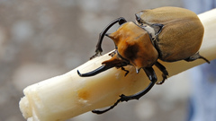 Animals insects horns Beetles