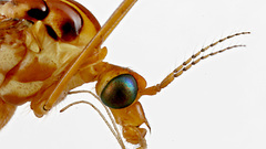 Animals insects insect