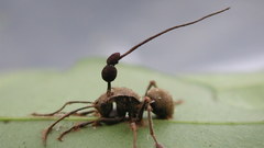 Animals insects insect