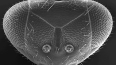 Animals insects insect