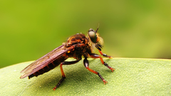 Animals insects insect