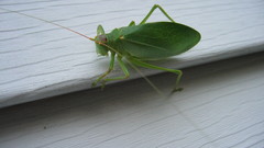 Animals insects insect