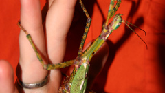 Animals insects insect