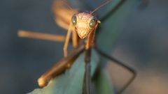 Animals insects insect