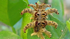 Animals insects insect