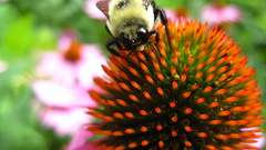 Animals insects insect