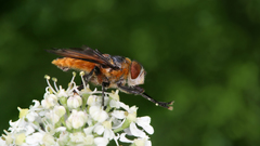 Animals insects insect