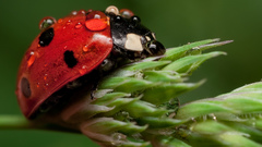 Animals insects ladybirds