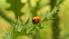 Animals insects ladybirds