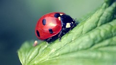 Animals insects ladybirds