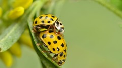 Animals insects ladybirds