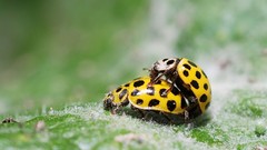 Animals insects ladybirds