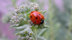 Animals insects ladybirds