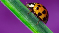 Animals insects ladybirds