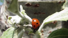 Animals insects ladybirds