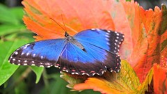 Animals insects leaves Butterflies
