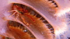 Animals insects macro