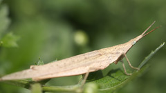 Animals insects macro